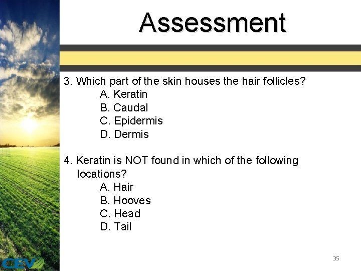 Assessment 3. Which part of the skin houses the hair follicles? A. Keratin B.