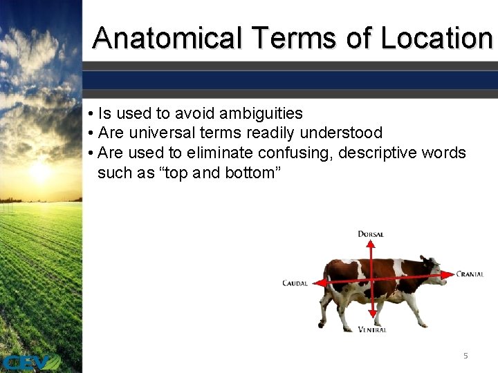 Anatomical Terms of Location • Is used to avoid ambiguities • Are universal terms