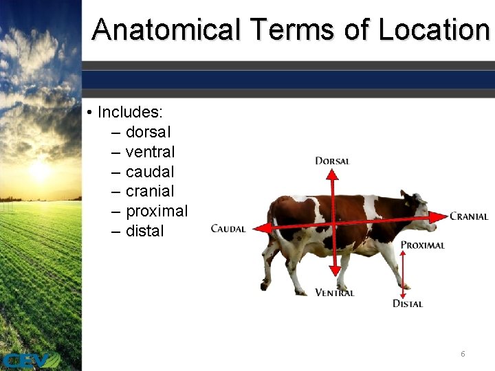 Anatomical Terms of Location • Includes: – dorsal – ventral – caudal – cranial