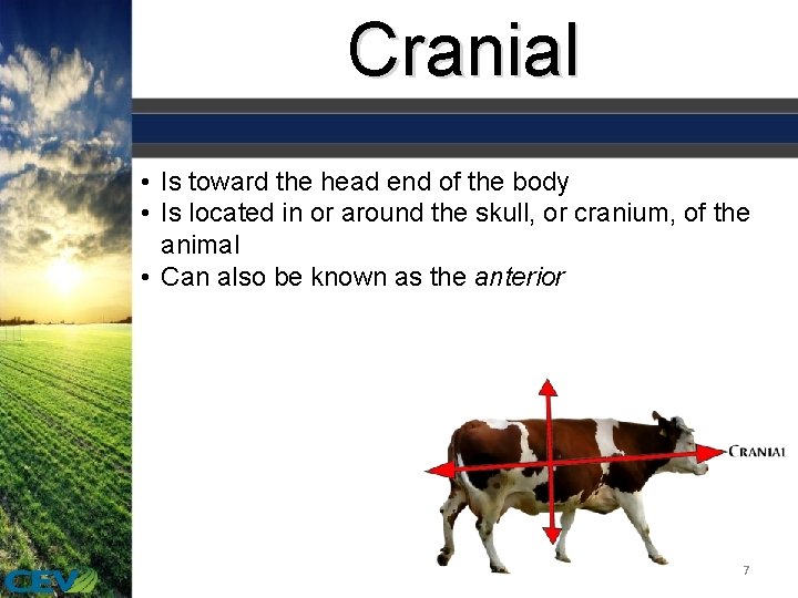 Cranial • Is toward the head end of the body • Is located in