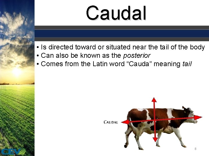 Caudal • Is directed toward or situated near the tail of the body •