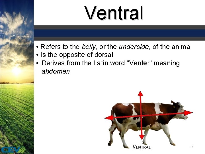 Ventral • Refers to the belly, or the underside, of the animal • Is