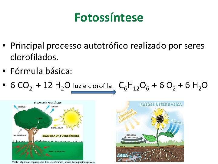 Fotossíntese • Principal processo autotrófico realizado por seres clorofilados. • Fórmula básica: • 6