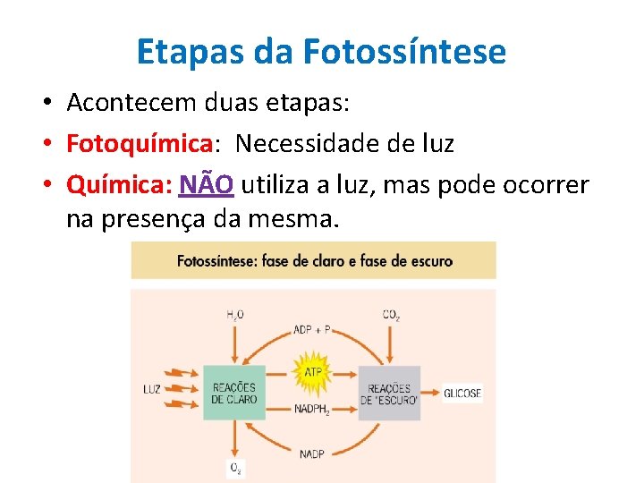 Etapas da Fotossíntese • Acontecem duas etapas: • Fotoquímica: Necessidade de luz • Química: