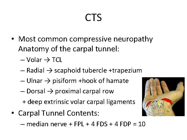 CTS • Most common compressive neuropathy Anatomy of the carpal tunnel: – Volar →
