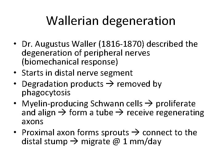 Wallerian degeneration • Dr. Augustus Waller (1816 -1870) described the degeneration of peripheral nerves