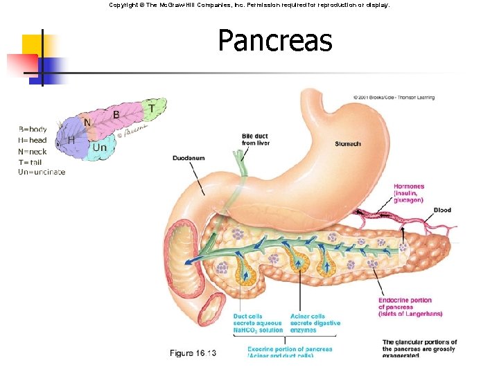 Copyright © The Mc. Graw-Hill Companies, Inc. Permission required for reproduction or display. Pancreas