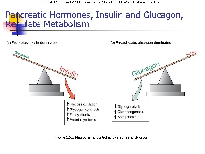 Copyright © The Mc. Graw-Hill Companies, Inc. Permission required for reproduction or display. Pancreatic