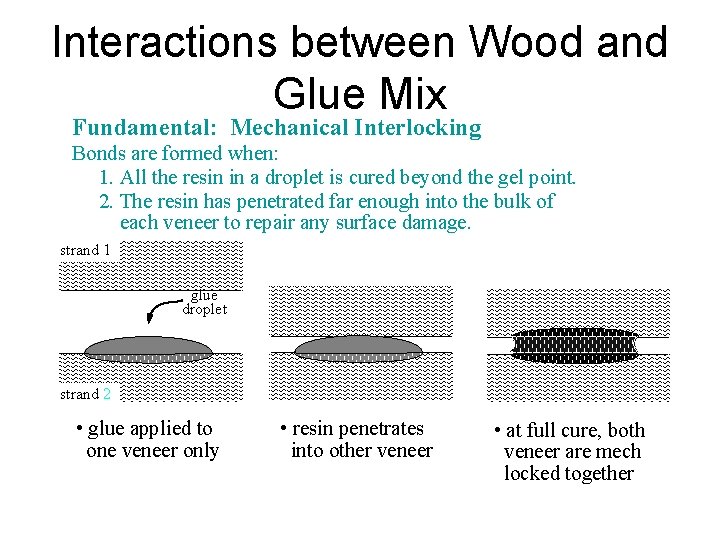 Interactions between Wood and Glue Mix Fundamental: Mechanical Interlocking Bonds are formed when: 1.