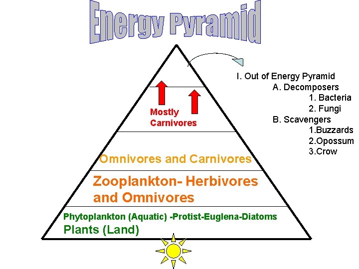Mostly Carnivores I. Out of Energy Pyramid A. Decomposers 1. Bacteria 2. Fungi B.