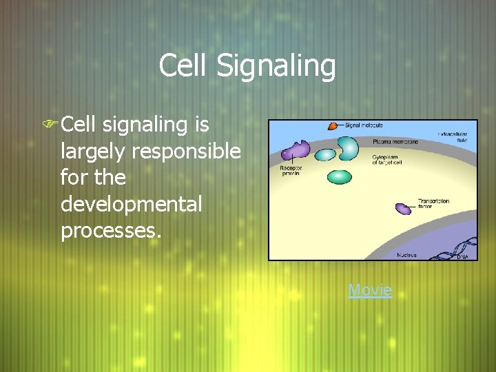 Cell Signaling F Cell signaling is largely responsible for the developmental processes. Movie 