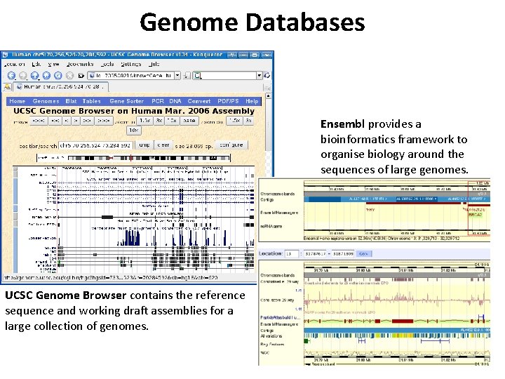 Genome Databases Ensembl provides a bioinformatics framework to organise biology around the sequences of