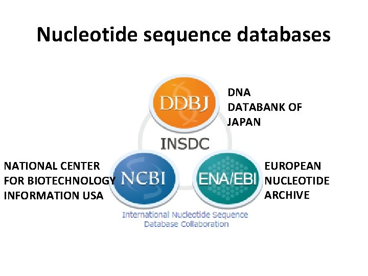 Nucleotide sequence databases DNA DATABANK OF JAPAN NATIONAL CENTER FOR BIOTECHNOLOGY INFORMATION USA EUROPEAN