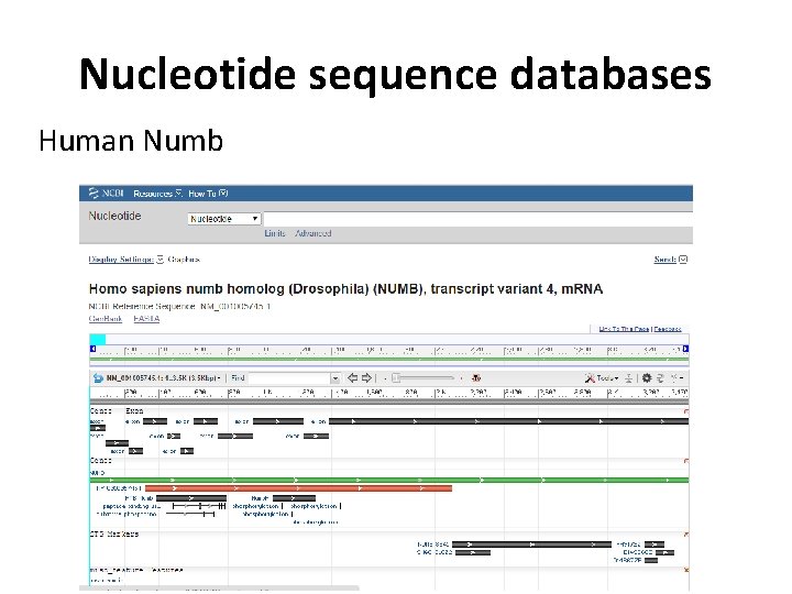 Nucleotide sequence databases Human Numb 