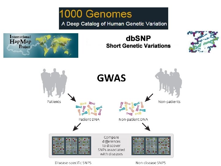 GWAS 