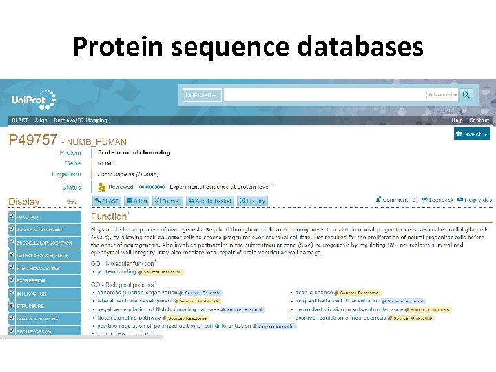 Protein sequence databases 