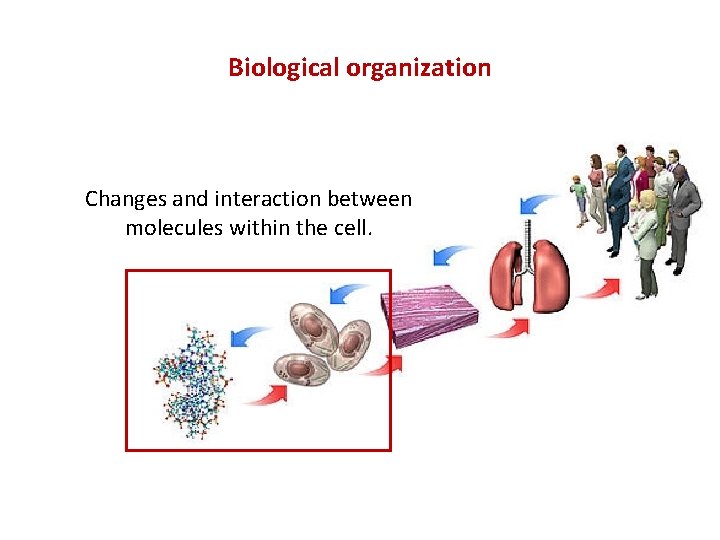 Biological organization Changes and interaction between molecules within the cell. 