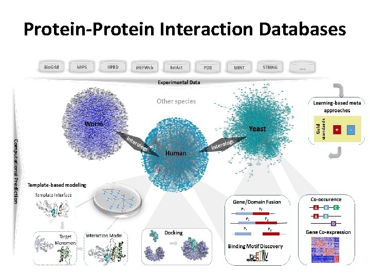 Protein-Protein Interaction Databases 