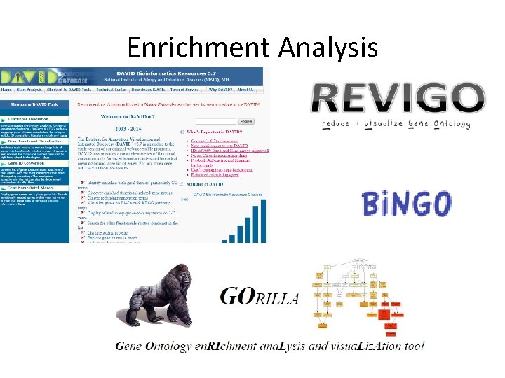 Enrichment Analysis 