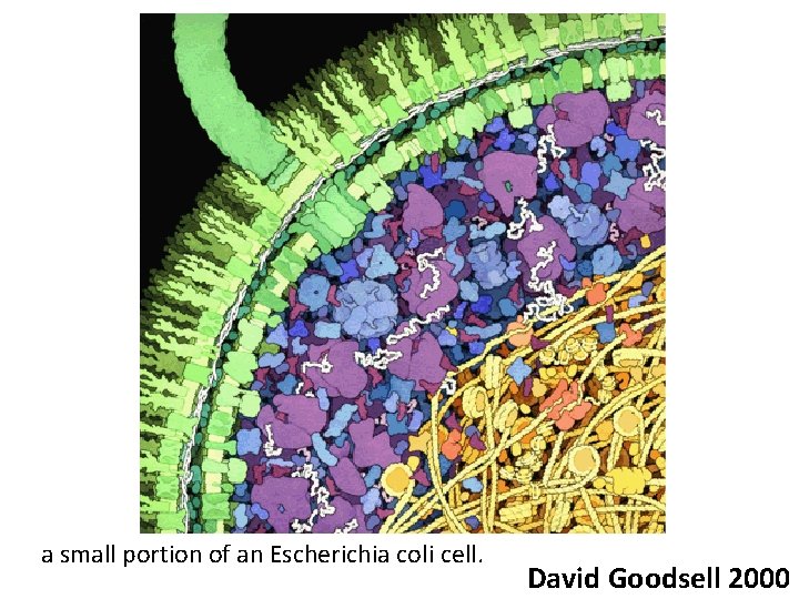  a small portion of an Escherichia coli cell. David Goodsell 2000 