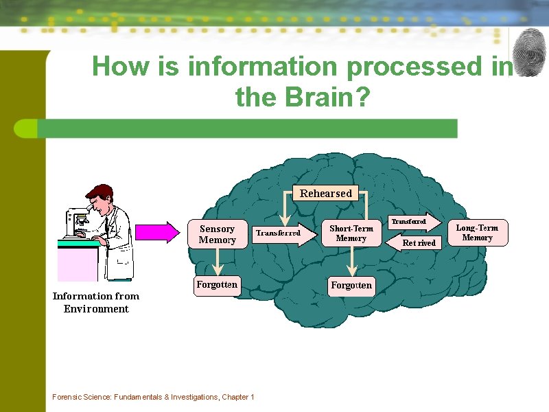 How is information processed in the Brain? Forensic Science: Fundamentals & Investigations, Chapter 1 How is information processed in the Brain? Forensic Science: Fundamentals & Investigations, Chapter 1