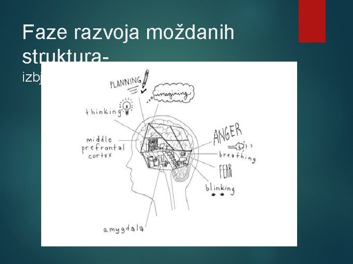 Faze razvoja moždanih strukturaizbjegnimo nerealna očekivanja 