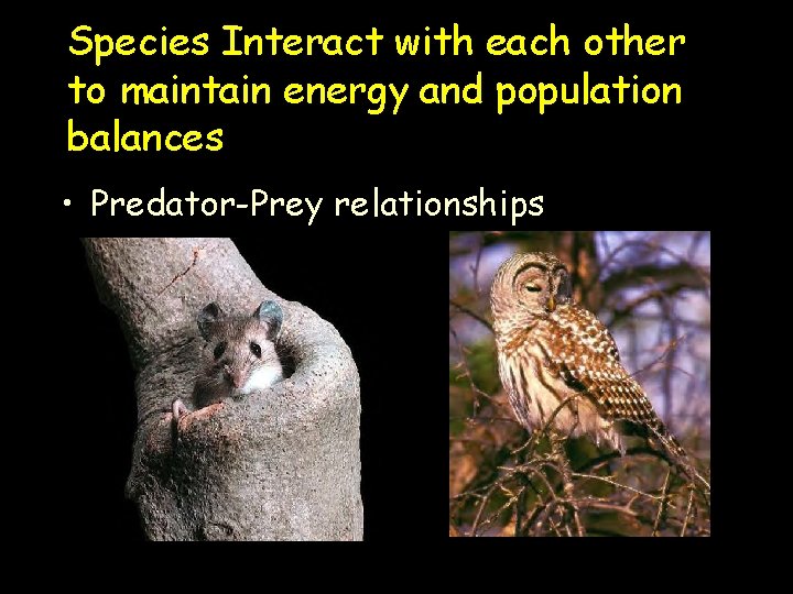 Species Interact with each other to maintain energy and population balances • Predator-Prey relationships