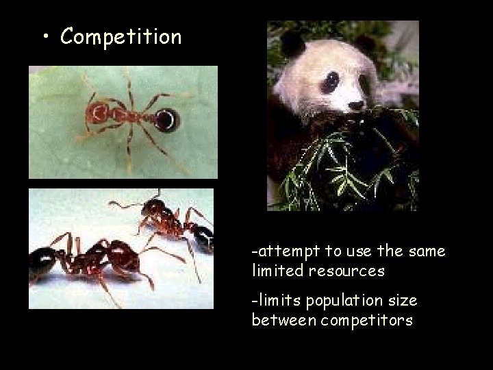  • Competition -attempt to use the same limited resources -limits population size between