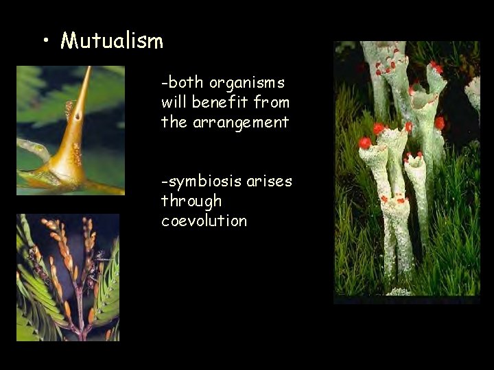  • Mutualism -both organisms will benefit from the arrangement -symbiosis arises through coevolution