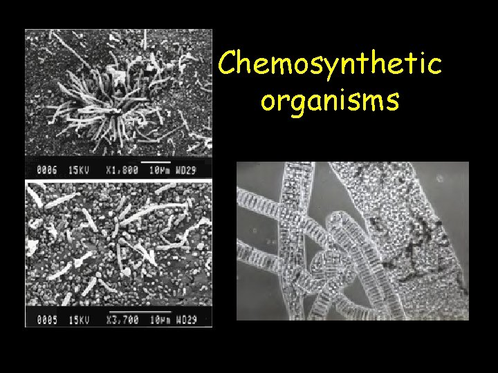 Chemosynthetic organisms 