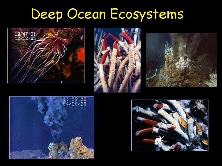 Deep Ocean Ecosystems 