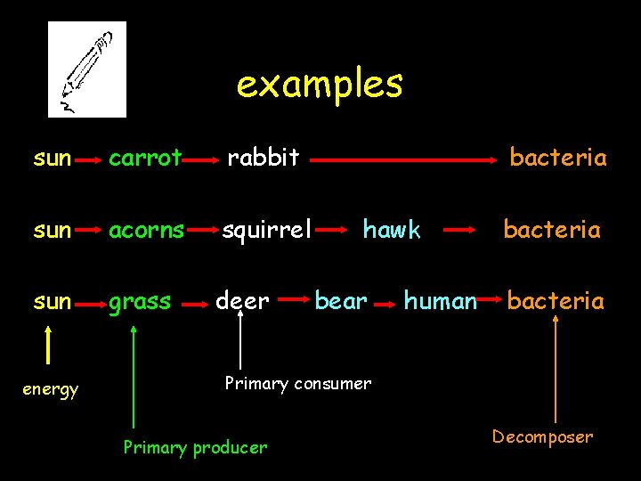 examples sun carrot rabbit sun acorns squirrel sun grass deer energy bacteria hawk bear