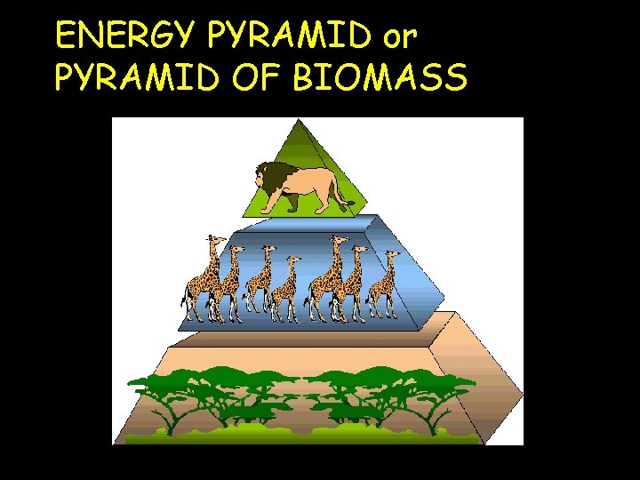 ENERGY PYRAMID or PYRAMID OF BIOMASS 