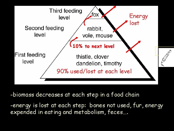 Energy lost 10% to next level 90% used/lost at each level -biomass decreases at
