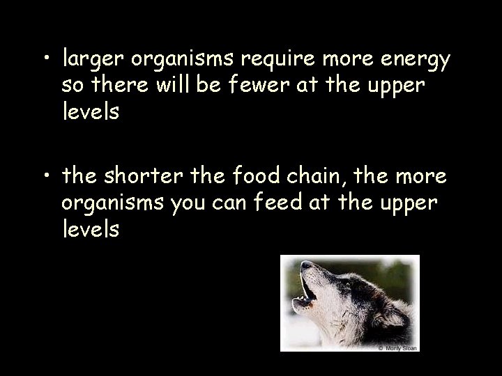  • larger organisms require more energy so there will be fewer at the