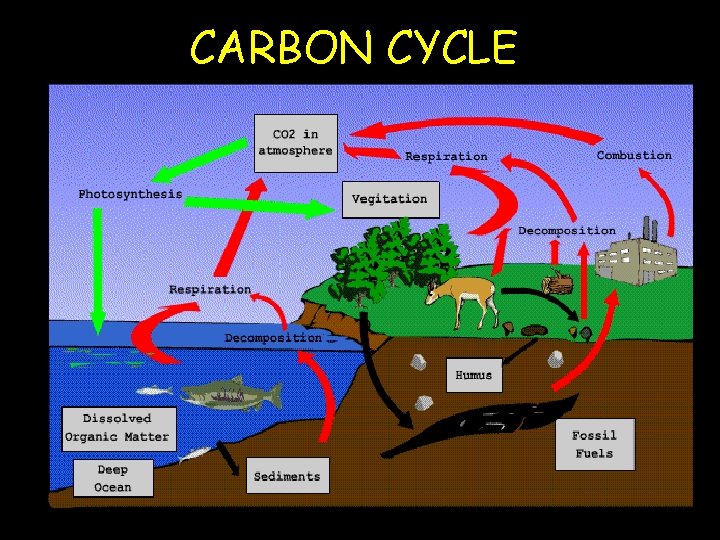 CARBON CYCLE 