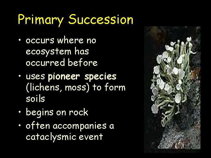 Primary Succession • occurs where no ecosystem has occurred before • uses pioneer species