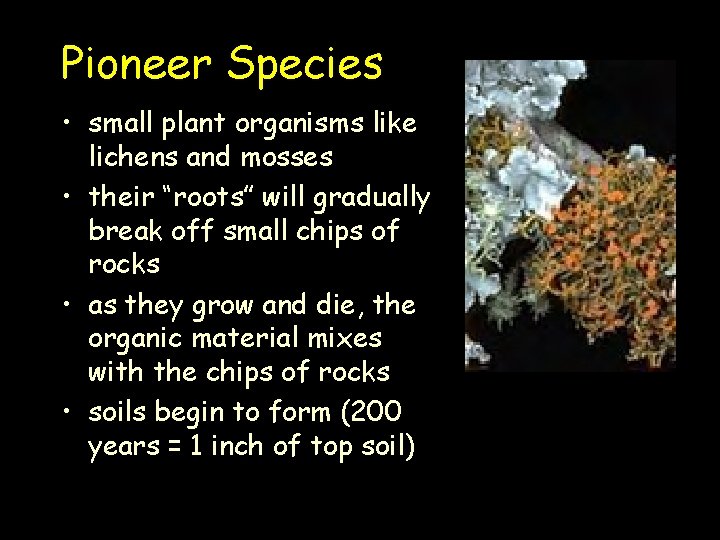 Pioneer Species • small plant organisms like lichens and mosses • their “roots” will