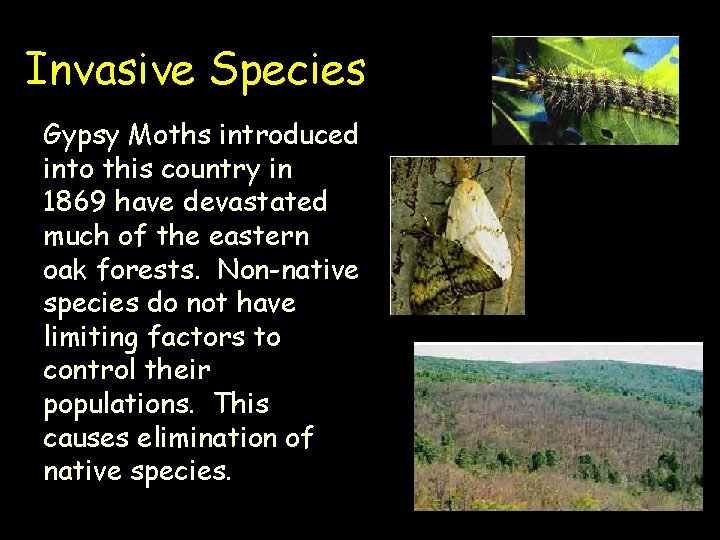 Invasive Species Gypsy Moths introduced into this country in 1869 have devastated much of