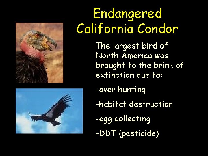 Endangered California Condor The largest bird of North America was brought to the brink