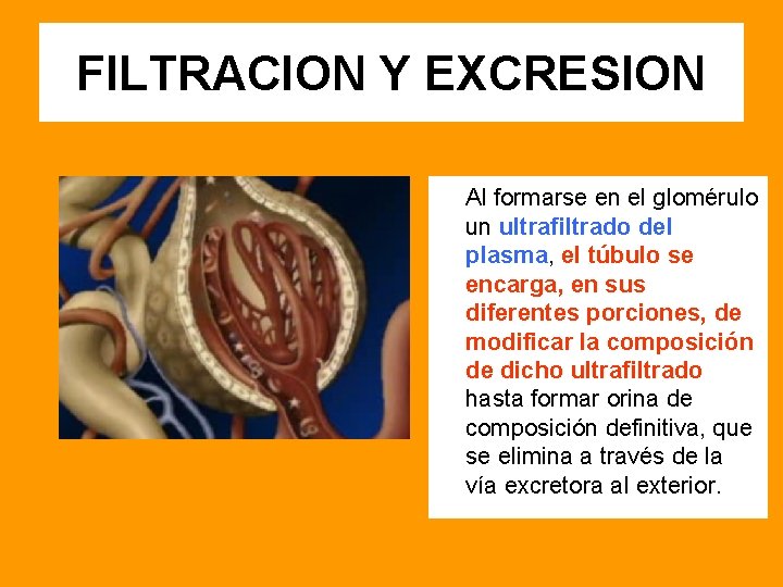 FILTRACION Y EXCRESION Al formarse en el glomérulo un ultrafiltrado del plasma, el túbulo