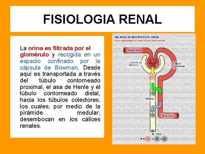 FISIOLOGIA RENAL La orina es filtrada por el glomérulo y recogida en un espacio