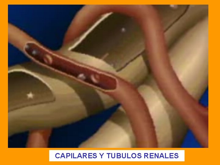 CAPILARES Y TUBULOS RENALES 