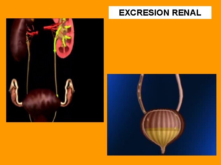 EXCRESION RENAL 