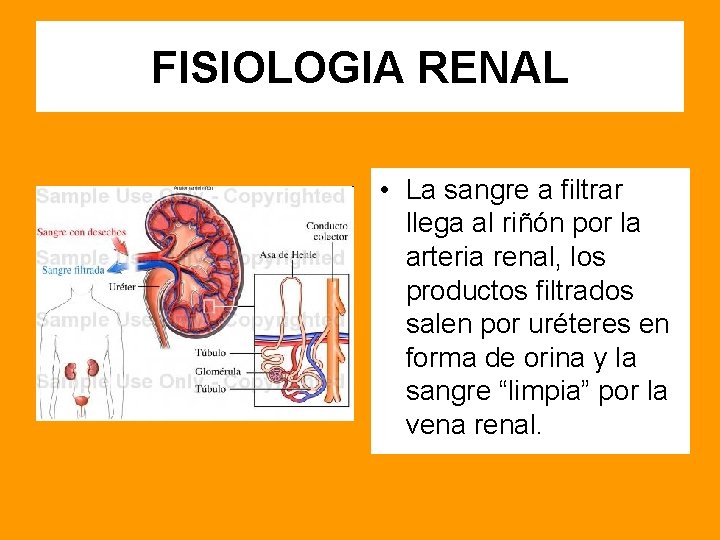 FISIOLOGIA RENAL • La sangre a filtrar llega al riñón por la arteria renal,