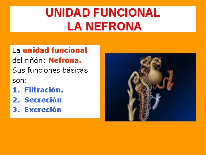 UNIDAD FUNCIONAL LA NEFRONA La unidad funcional del riñón: Nefrona. Sus funciones básicas son: