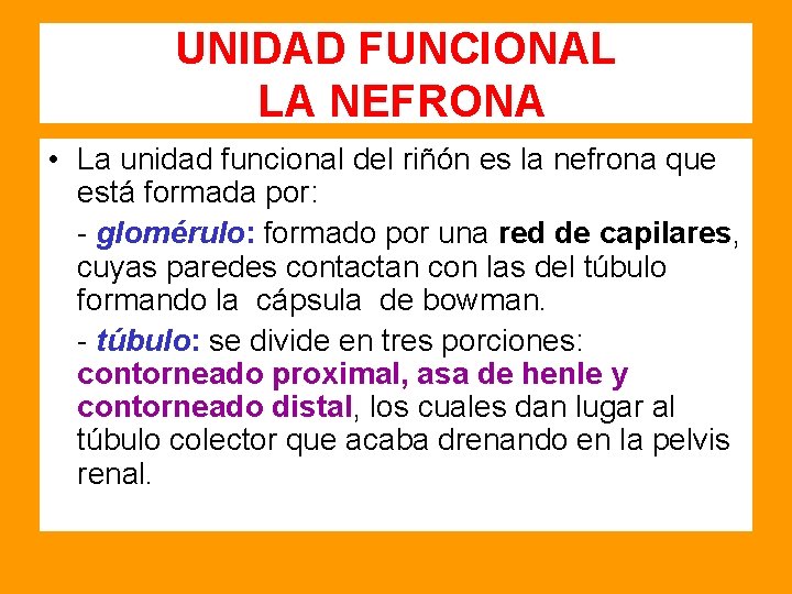 UNIDAD FUNCIONAL LA NEFRONA • La unidad funcional del riñón es la nefrona que