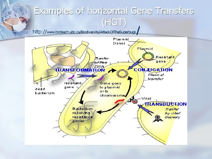 n Examples of horizontal Gene Transfers (HGT) http: // / www. bioteach. ubc. ca/Biodiversity/Attack.