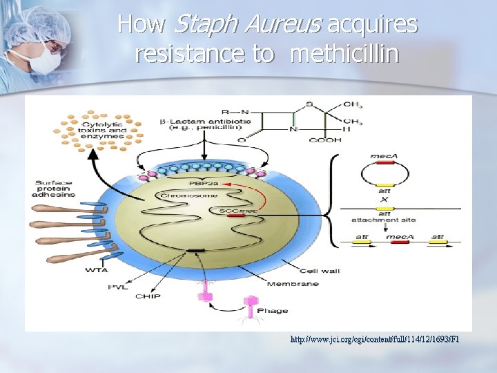 How Staph Aureus acquires resistance to methicillin n http: //www. jci. org/cgi/content/full/114/12/1693/F 1 