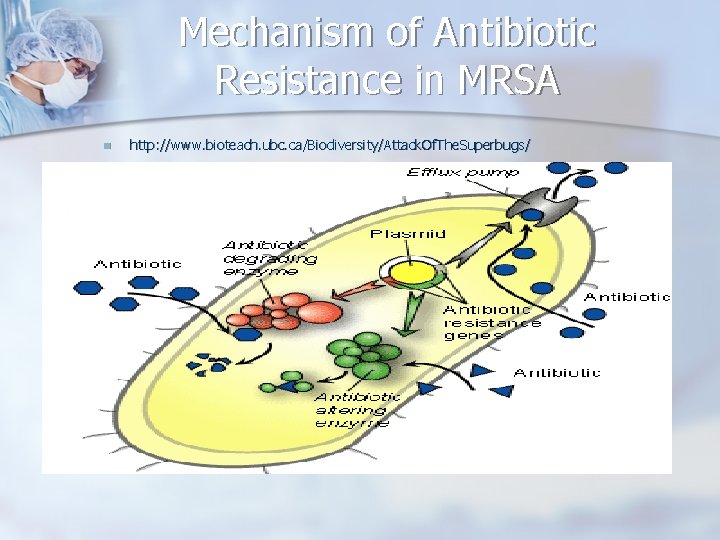 Mechanism of Antibiotic Resistance in MRSA n http: //www. bioteach. ubc. ca/Biodiversity/Attack. Of. The.